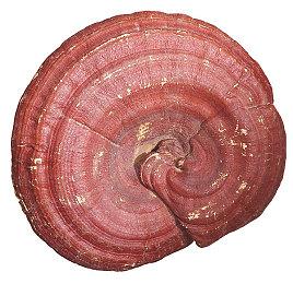 Steam最新一周销量榜 《幻兽帕鲁》达成二连冠